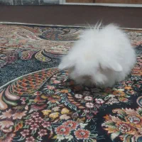 خرگوش|موش و خرگوش|همدان, |دیوار