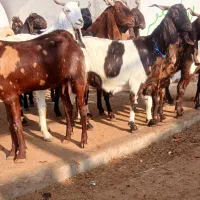 ۱۷ راس بز پاکستانی آبستن سنگین از تکه در آمده