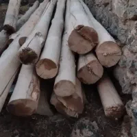 چوب های سقف