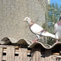 پیازی، آلمانی،موشی، هر سه ماده|پرنده|آبپخش, |دیوار