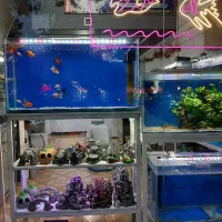 آکواریوم اورین|ماهی|خوی, |دیوار