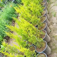 فضاسازی سمپاشی هرس فروش نهال چالکود|خدمات باغبانی و درختکاری|تولم شهر, |دیوار