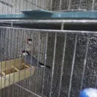 ۱۷ عدد فنچ نرگسی|پرنده|تهران, شیخ هادی|دیوار