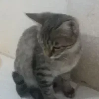 واگذاری 2 تا گربه نر و ماده فوری|گربه|مشهد, طبرسی شمالی|دیوار