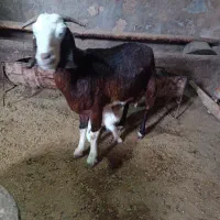 پنج بز خوب دهن جور همه آبستن یکی با بزغاله|حیوانات مزرعه|چهاربرج, |دیوار