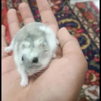 همستر کمپل