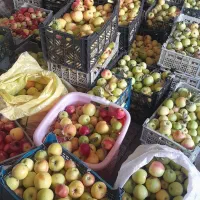 سیب درختی  تازه و ابدار