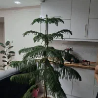 کاج مطبق بسیار سرحال و شاداب