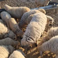 قوچ بزرگ وچاق آمد وکشتن|حیوانات مزرعه|درب بهشت, |دیوار