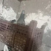 کبوتر|پرنده|لامرد, |دیوار