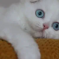 اسکاتیش گلدن پوینت