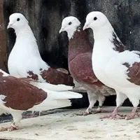 پنج طوق ابلغ قرمز