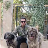 سگ قفقازی غول‌پیکر اصیل سگ آلابای روس