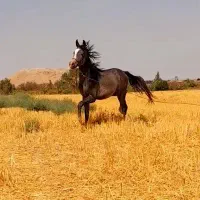 کره اسب عرب