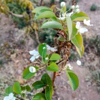 یه قطعه زمین بکر فنس کشی شده