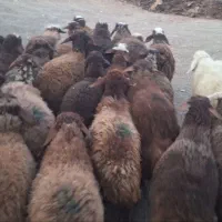 بره|حیوانات مزرعه|مریوان, |دیوار