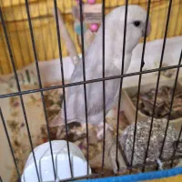 کوتوله نراوپال آشتی آشتیه|پرنده|بندرعباس, |دیوار