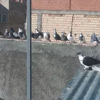 پرنده|پرنده|شیروان (خراسان), |دیوار