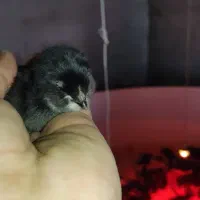 جوجه مرغ ۷ روزه «نژاد مرندی»