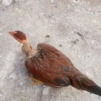 جوجه خونگی لاری|حیوانات مزرعه|زاهدان, |دیوار