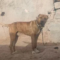 سگ افغان گله|سگ|رادکان, |دیوار