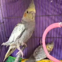 عروس هلندی|پرنده|کرمان, |دیوار
