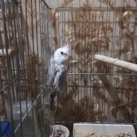 عروس هلندی مولد وایت فیس و اهویی با قفس لوازم|پرنده|تهران, تهرانپارس شرقی|دیوار