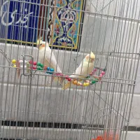 عروس هلندی یک جفت زیبا خوش خطوخال