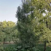 زمین باغ در روستای با صفای تار جاده کشه|فروش زمین و ملک کلنگی|نطنز, |دیوار