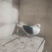 کبوتر|پرنده|ملکان, |دیوار
