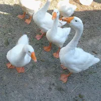 غوقاز|حیوانات مزرعه|چناران, |دیوار