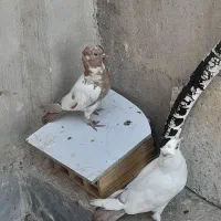 کفتر پرستویی|پرنده|قم, نیروگاه|دیوار