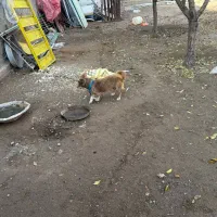 معاوضه با یک جفت کبوتر خوب