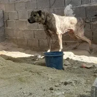 چند قلاده سگ|سگ|آبپخش, |دیوار