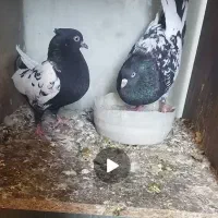 کفتر|پرنده|کرج, شهرک سهرابیه|دیوار