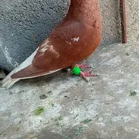 کبوتر کفتر|پرنده|مشهد, پورسینا|دیوار