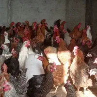 خرید عمده و فروش مرغ و خروس بوقلمون تعداد بالا|حیوانات مزرعه|نجفآباد, جوزدان|دیوار