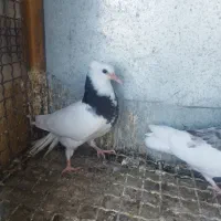 جوجه طوقی