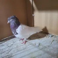 کبوتر کله سرخ مهر