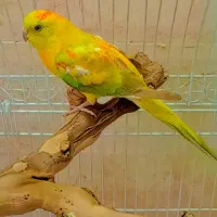 طوطی خوش رنگ .رنگین کمون واقعی