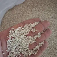 نیم دانه فجر سوزنی|خوردنی و آشامیدنی|آق قلا, |دیوار