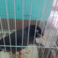 مرغ مینا اشتی