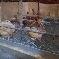 فروش فروش بلدرچین|حیوانات مزرعه|ابریشم, |دیوار