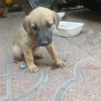 توله سگ نر سراب