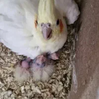 عروس هلندی|پرنده|انار, |دیوار