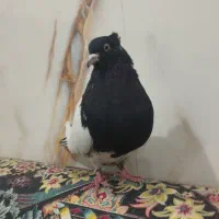 کفتر ماده کله سیاه|پرنده|پلدختر, |دیوار