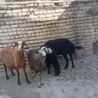 یک جفت میش جوان با بره|حیوانات مزرعه|اصفهان, شهرستان|دیوار
