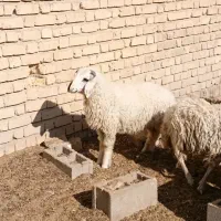 فروش ۱۵ راس بره عربی صادراتی نر و ماده