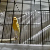 قناری  بخون و کفتر