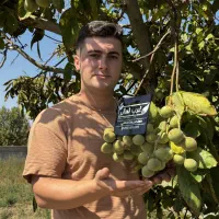 تولید نهال اصلاح شده بارگیری از سال اول|خدمات باغبانی و درختکاری|تنکابن, |دیوار